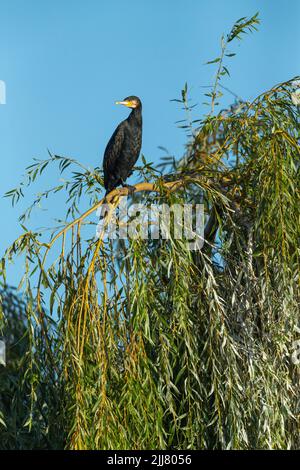 Großer Kormoran Carbo phalacrocorax, thront in Weidenbaum, River Derwent, Derbyshire, England, Großbritannien, September Stockfoto