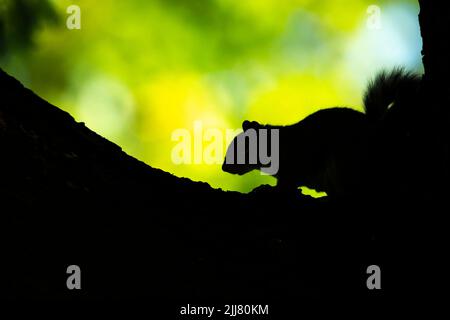 Graues Eichhörnchen Sciurus caroliensis, Erwachsener in Baumkrone, Derby, Derbyshire, England, Großbritannien, September Stockfoto