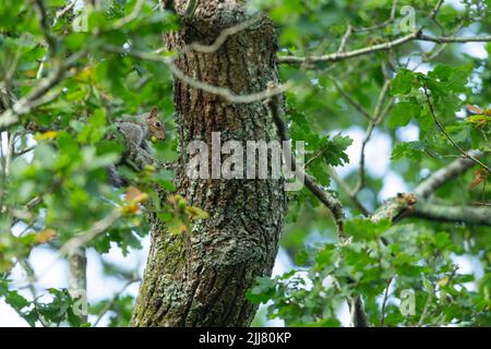 Graues Eichhörnchen Sciurus carolinensis , Nahrungssuche auf Eicheln, New Forest, Hampshire, Großbritannien, September Stockfoto
