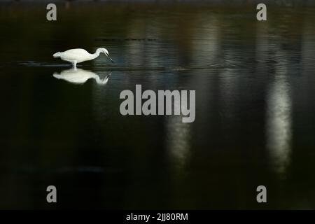 Silberreiher Egretta garzetta, Nahrungssuche in flachem Wasser, Hayle Estuary, Cornwall, Großbritannien, September Stockfoto