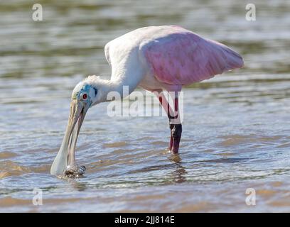 Roseate Spoonbill, Tarcoles River, Costa Rica Stockfoto