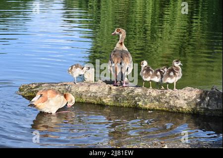 Ägyptische Gänse ( Alopochen Aegyptiaca ) mit Gänsen, Füssen Cray Meadows, Sidcup, Kent. VEREINIGTES KÖNIGREICH Stockfoto