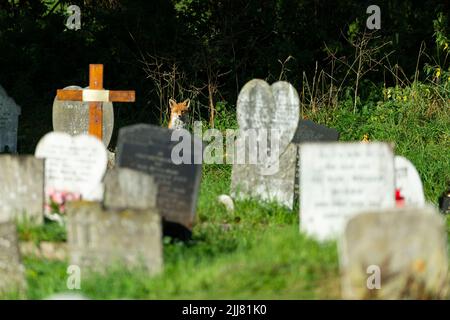 Red Fox Vulpes vulpes, Among Grabstones, East London Cemetery, London, Großbritannien, September Stockfoto