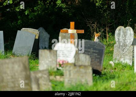 Red Fox Vulpes vulpes, Among Grabstones, East London Cemetery, London, Großbritannien, September Stockfoto