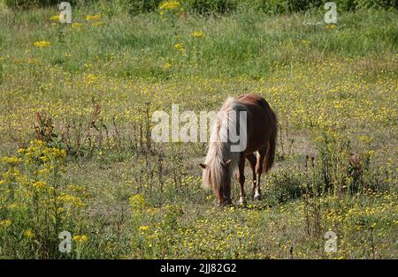 Kastanienpony mit flachsigen Mähne grasen auf einer Wiese. Die Wiese ist voller Wildblumen. Stockfoto