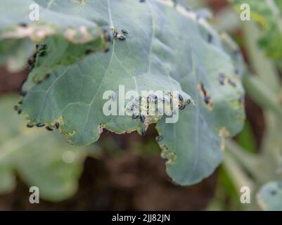 Kohlflohkäfer (Phyllotreta cruciferae) oder Kreuzblütkäfer. Beschädigte Blätter von purpurnen Kohlrabi (deutsche oder Kohlrübe) im Gemüse-ga Stockfoto