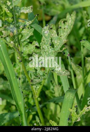 Kohlflohkäfer (Phyllotreta cruciferae) oder Kreuzblütkäfer. Beschädigte Blätter von Rakete oder Rucola (Eruca vesicaria) im Gemüsegarten. Stockfoto