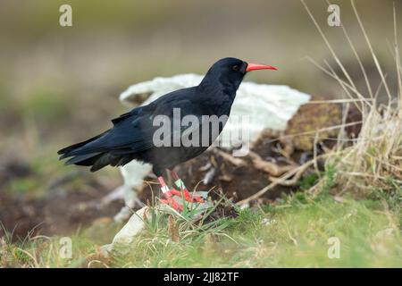 Rotschnabel-Pyrrhocorax Pyrrhocorax, ausgewachsene Nahrungssuche auf Clifftop, South Stack RSPB Reserve, Gwynedd, Wales, Großbritannien, Oktober Stockfoto