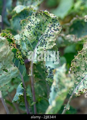 Kohlflohkäfer (Phyllotreta cruciferae) oder Kreuzblütkäfer. Beschädigte Blätter von purpurnen Kohlrabi (deutsche oder Kohlrübe) im Gemüse-ga Stockfoto