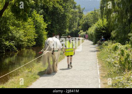 Llangollen Wales vereinigtes Königreich Juli 16 2022 Pferd und Besitzer gehen mit einem Schmalboot auf dem llangollen-Kanal weg Stockfoto