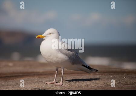 Gemeine Heringsmöwe Larus argentatus steht auf einer Wand mit einem blauen Hintergrund, selektiver Fokus Stockfoto