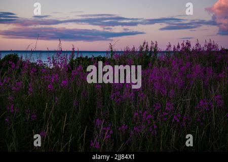 Wunderschöne violett-rosa blühende Feuerwespblumen während des sonnigen Sommerabends. Sommerhintergrund. Stockfoto