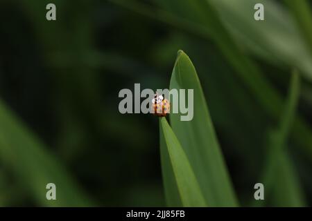 Marienkäfer auf grünem Blatt an einem sonnigen Tag Stockfoto