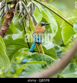 Türkisfarbener Motmot in einem Baum, Costa Rica Stockfoto