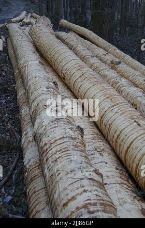 Stapel frisch geschnittener Fichtenstämme (Picea), interessante Textur, Pfälzer Wald, Konzept-Entwaldung, Klimawandel, Esthal, Lambrecht, Deutschland Stockfoto