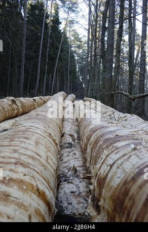 Stapel frisch geschnittener Fichtenstämme (Picea), interessante Textur, Pfälzer Wald, Konzept-Entwaldung, Klimawandel, Esthal, Lambrecht, Deutschland Stockfoto