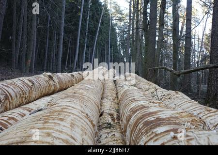 Stapel frisch geschnittener Fichtenstämme (Picea), interessante Textur, Pfälzer Wald, Konzept-Entwaldung, Klimawandel, Esthal, Lambrecht, Deutschland Stockfoto