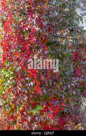 Wand geflochten mit lockigen Stielen aus girlish Trauben. Herbsthintergrund. Vertikales Foto Stockfoto