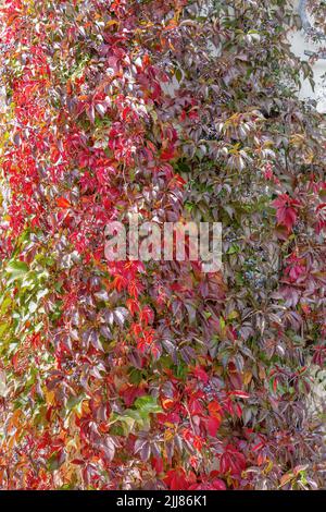 Wand geflochten mit lockigen Stielen aus girlish Trauben. Herbsthintergrund. Vertikales Foto Stockfoto