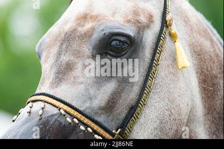 Schöne Show arabischen Pferd Porträt Nahaufnahme Stockfoto