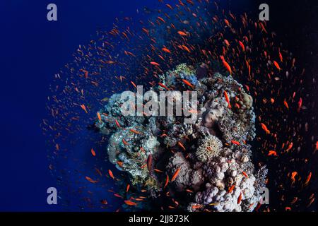 Unterwasserlandschaft Am Roten Meer Stockfoto