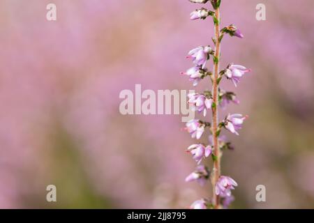 Heidekraut Calluna vulgaris, blühend, Bystock Pools, Devon, UK, September Stockfoto