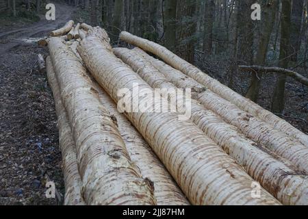 Stapel frisch geschnittener Fichtenstämme (Picea), interessante Textur, Pfälzer Wald, Konzept-Entwaldung, Klimawandel, Esthal, Lambrecht, Deutschland Stockfoto