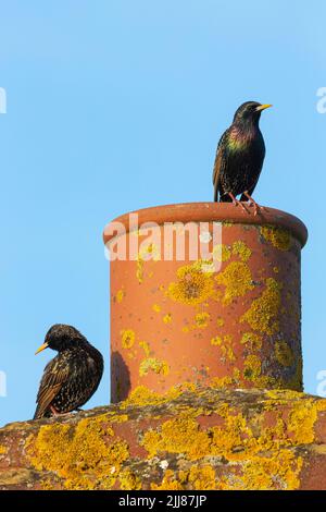 Gemeiner Starling Sturnus vulgaris, erwachsenes Paar, auf Flechten bedecktem Schornsteintopf, Weston-Super-Mare, Somerset, UK, März Stockfoto