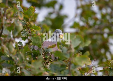Gemeine Taube Columba palumbus, Erwachsene füttert Eicheln, Weston-Super-Mare, Somerset, Großbritannien, August Stockfoto