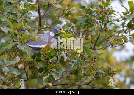 Gemeine Taube Columba palumbus, Erwachsene füttert Eicheln, Weston-Super-Mare, Somerset, Großbritannien, August Stockfoto