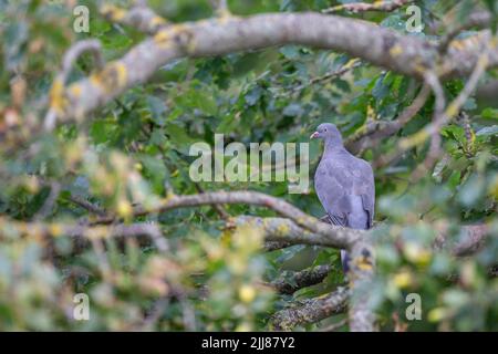 Gemeine Taube Columba palumbus, Jungtaube aus englischer Eiche Quercus robur, Weston-Super-Mare, Somerset, Großbritannien, August Stockfoto