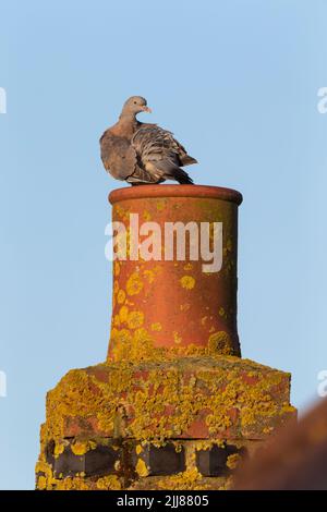 Gemeine Taube Columba palumbus, jugendlich auf Schornsteintopf sitzend, Weston-Super-Mare, Somerset, Großbritannien, September Stockfoto