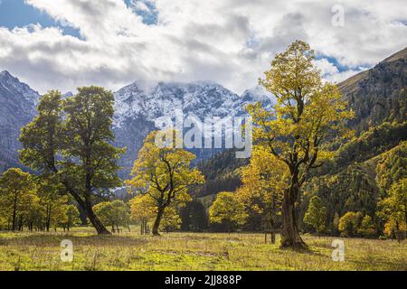 Herbst Ahornbaum mit Sonnenleuchten Karwendel Berg mit dem ersten Schnee Stockfoto