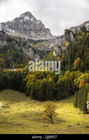 Herbst Ahornbaum Bayerischer Berg mit dem ersten Schnee Stockfoto