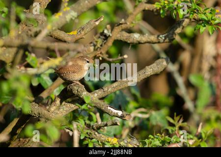 Eurasischer Zaunkönig-Troglodytes-Troglodytes, erwachsen, mit Moos-Nistmaterial, Weston-Super-Mare, Somerset, Großbritannien, April Stockfoto