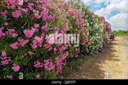 Blüten des Oleander (Nerium Oleander), Sardinien, Mittelmeer, Italien, Europa, Stockfoto