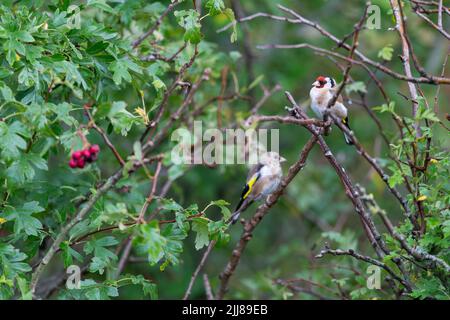Europäischer Goldfink Carduelis carduelis, erwachsen und jugendlich im Weißdorn Crataegus monogyna, Weston-Super-Mare, Somerset, Großbritannien, August Stockfoto