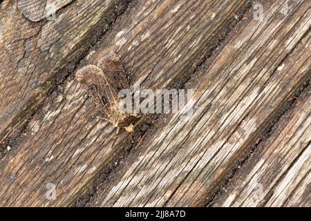 Herz und Club Agrotis clavis, Imago Roostening auf Decking Boards, Weston-Super-Mare, Somerset, UK, Juni Stockfoto