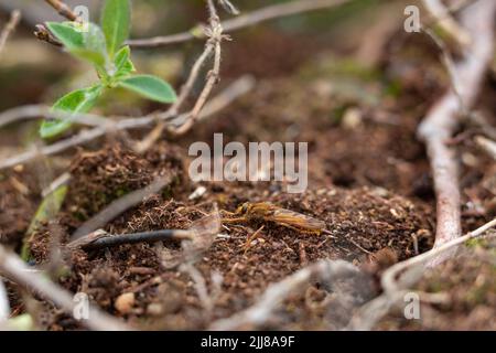 Hornet-Raubfliege Asilus crabroniformis, Erwachsene, die am Boden ruhen, Bystock Pools, Devon, Großbritannien, September Stockfoto