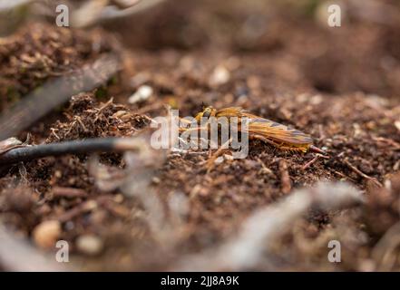 Hornet-Raubfliege Asilus crabroniformis, Erwachsene, die am Boden ruhen, Bystock Pools, Devon, Großbritannien, September Stockfoto