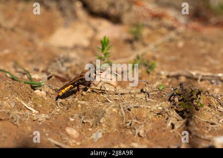 Hornet-Raubfliege Asilus crabroniformis, Erwachsener, der auf dem Boden ruht, Dalditch Plantation, Devon, Großbritannien, September Stockfoto