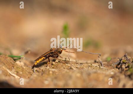 Hornet-Raubfliege Asilus crabroniformis, Erwachsener, der auf dem Boden ruht, Dalditch Plantation, Devon, Großbritannien, September Stockfoto