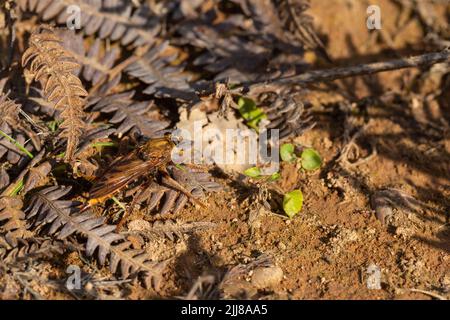 Hornet-Raubfliege Asilus crabroniformis, Erwachsener, der auf dem Boden ruht, Dalditch Plantation, Devon, Großbritannien, September Stockfoto