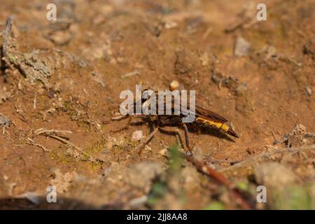 Hornet-Raubfliege Asilus crabroniformis, Erwachsener, der auf dem Boden ruht, Dalditch Plantation, Devon, Großbritannien, September Stockfoto