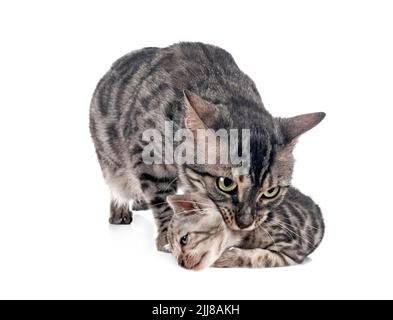 Bengal Katzen vor weißem Hintergrund Stockfoto