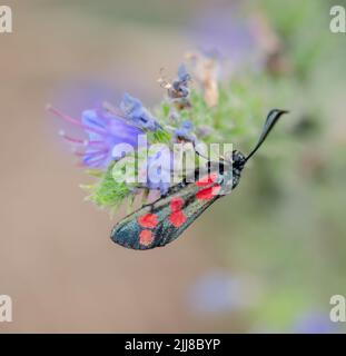 Sechs Flecken burnet Motte auf Viper's bugloss Stockfoto