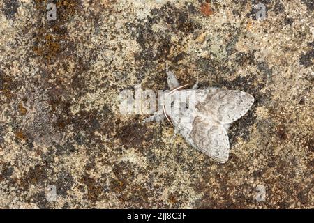 Blasse Zwickel Calliteara pudibunda, Imago männlich, Roosting, Weston-Super-Mare, Somerset, Großbritannien, Mai Stockfoto