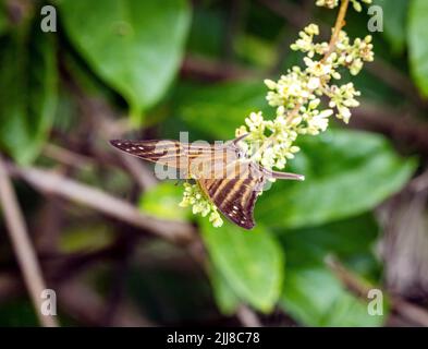 Vielbänderiger Dolchflügel-Schmetterling auf weißer Blume, Costa Rica Stockfoto