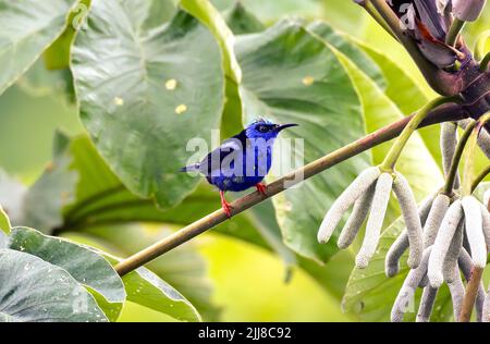 Honigbeiner mit roten Beinen, Costa Rica Stockfoto