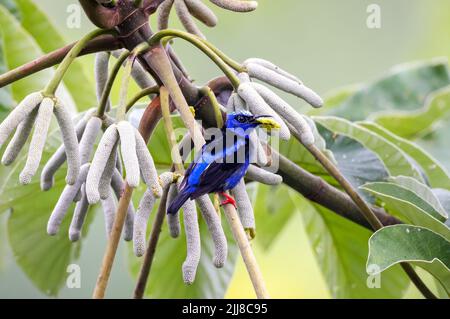 Honigbeiner mit roten Beinen, Costa Rica Stockfoto